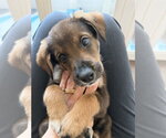 Small #5 Mutt
