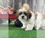 Small #1 Shih Tzu