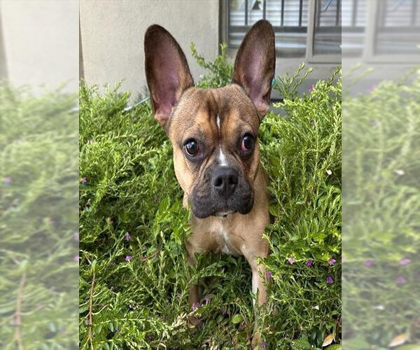 Medium Photo #1 French Bulldog-Unknown Mix Puppy For Sale in Lodi, CA, USA