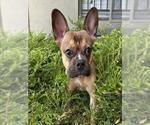 Small French Bulldog Mix