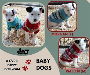 Mutt Dogs for adoption in Lindsay, CA, USA