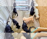 Small Photo #19 Goldador Doodle Puppy For Sale in GIBSONVILLE, NC, USA