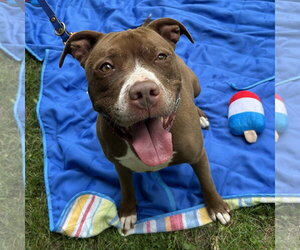 Allie - Female American Pit Bull Terrier-American Staffordshire Terrier Mix Dog for Adoption - Photo #4