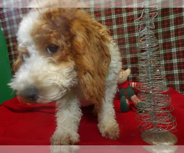 Medium Photo #3 Cock-A-Poo Puppy For Sale in PATERSON, NJ, USA