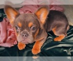Small #4 French Bulldog