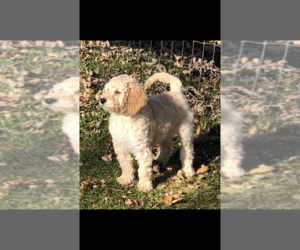 Goldendoodle Puppy for sale in SPRING GROVE, IL, USA