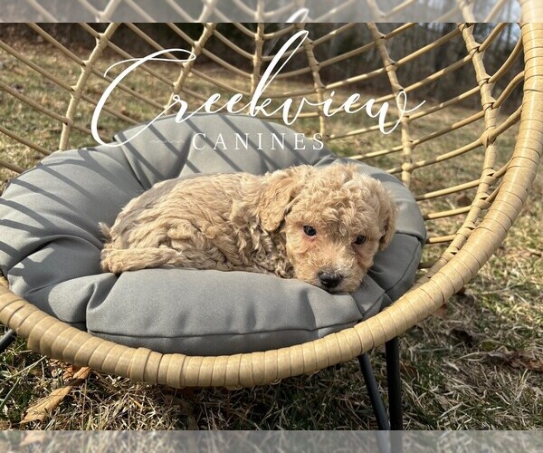 Medium Photo #3 Poochon Puppy For Sale in NIANGUA, MO, USA
