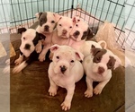 Small Photo #1 American Pit Bull Terrier Puppy For Sale in EL RENO, OK, USA