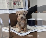 Small Photo #3 American Pit Bull Terrier Puppy For Sale in BELLEFONTAINE, OH, USA