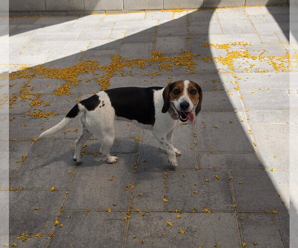 Medium Photo #9 Beagle Puppy For Sale in Las Vegas, NV, USA