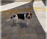 Small #8 Beagle