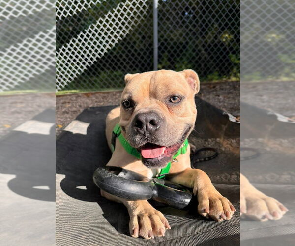 Medium Photo #3 American Staffordshire Terrier Puppy For Sale in Sayreville, NJ, NJ, USA