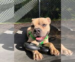 Small #2 American Staffordshire Terrier