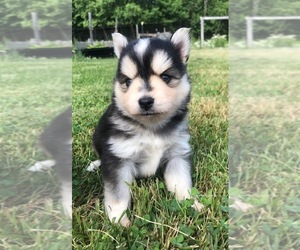 Pomsky Puppy for sale in SAVOY, MA, USA