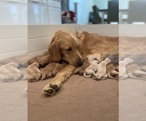 Mother of the Golden Retriever puppies born on 09/19/2022