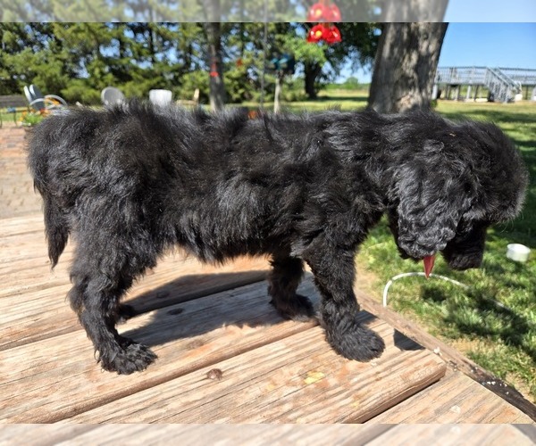 Medium Photo #3 Goldendoodle Puppy For Sale in LEON, KS, USA