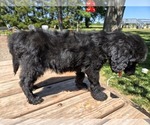 Small #2 Goldendoodle