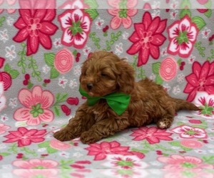 Cavapoo Puppy for sale in LANCASTER, PA, USA