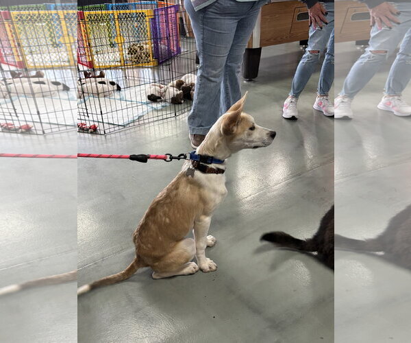 Medium Photo #3 Mutt Puppy For Sale in Holly Springs, NC, USA