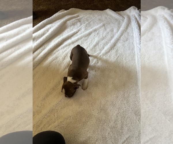 Medium Photo #3 Boston Terrier Puppy For Sale in ATWOOD, OK, USA