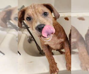 Potato - Male Staffordshire Bull Terrier-Unknown Mix Dog for Adoption - Photo #3