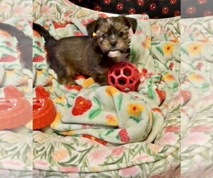 Shih Tzu-Unknown Mix Dogs for adoption in Alexandria, KY, USA