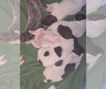 Small German Shorthaired Pointer