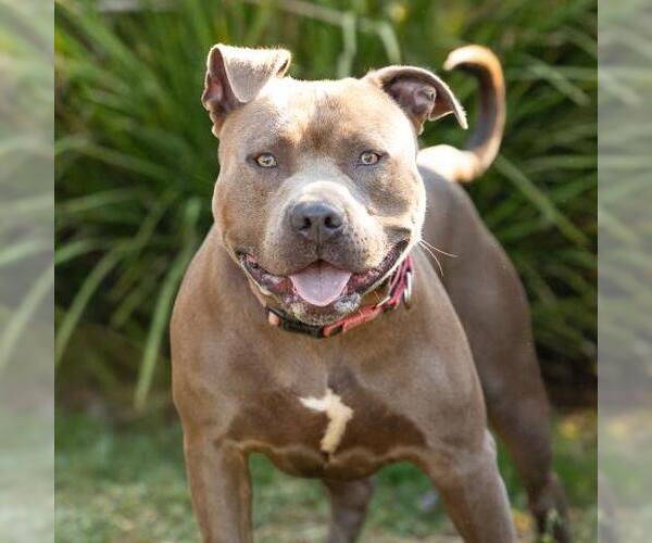 Medium Photo #1 Mutt Puppy For Sale in Camarillo, CA, USA