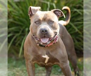 Mutt Dogs for adoption in Camarillo, CA, USA