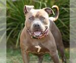 SMOKEY - Male Mutt Dog for Adoption - Small photo