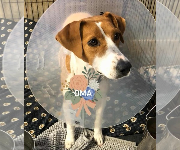 Medium Photo #2 American Foxhound-Jack Russell Terrier Mix Puppy For Sale in Stover, MO, USA