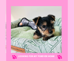 Puppy Puppy 4 Yorkshire Terrier