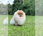 Small #13 Pomeranian