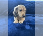 Small #10 Dachshund