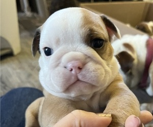English Bulldog Puppy for sale in DALLAS, TX, USA