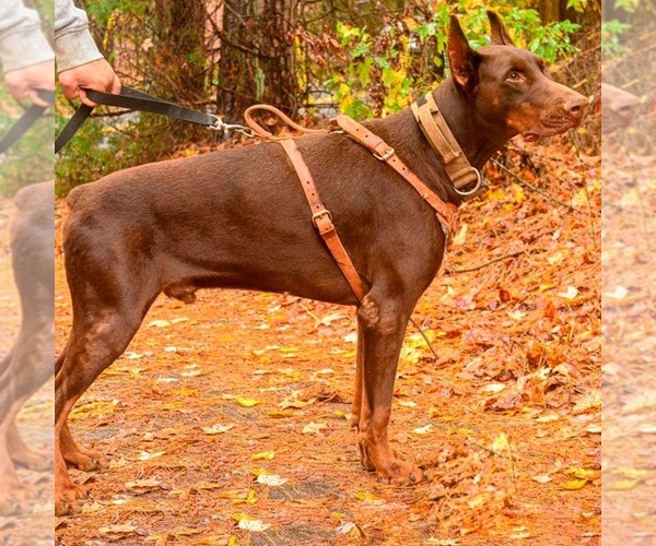 Medium Photo #12 Doberman Pinscher Puppy For Sale in FORT LAUDERDALE, FL, USA