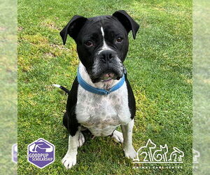American Staffordshire Terrier Dogs for adoption in Irvine, CA, USA