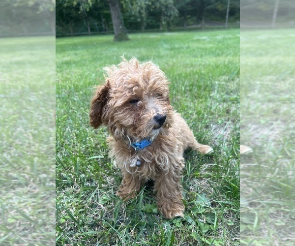 Medium Photo #12 Poodle (Miniature) Puppy For Sale in DURHAM, CT, USA
