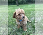 Small Photo #12 Poodle (Miniature) Puppy For Sale in DURHAM, CT, USA