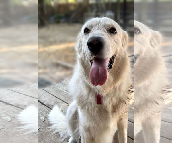 Medium Photo #2 Great Pyrenees Puppy For Sale in Spring, TX, USA