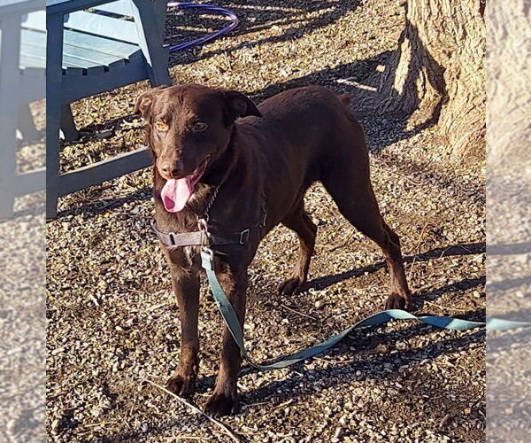 Medium Photo #3 Mutt Puppy For Sale in Elmsford, NY, USA