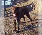 Small #2 Mutt