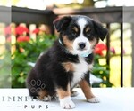 Small #2 Miniature Australian Shepherd