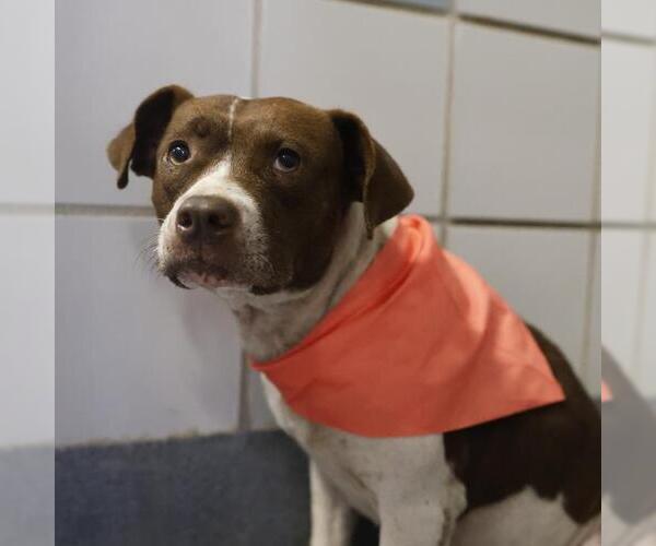 Medium Photo #1 Mutt Puppy For Sale in San Antonio, TX, USA