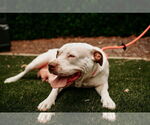 Small #20 American Staffordshire Terrier Mix