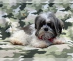 Small Photo #3 Havanese Puppy For Sale in LAKELAND, FL, USA