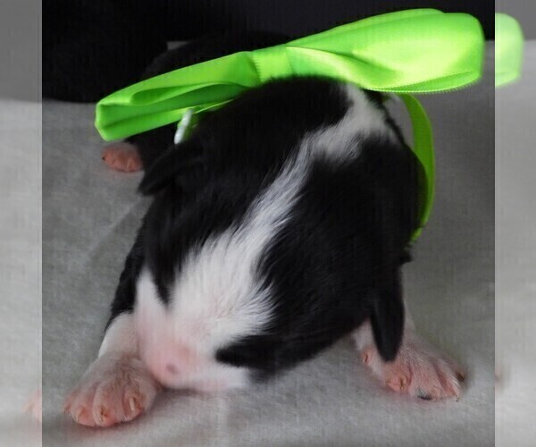 Medium Photo #4 Border Collie Puppy For Sale in CARLISLE, KY, USA