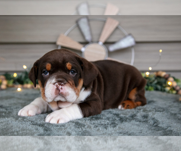 Medium Photo #2 Beabull Puppy For Sale in MILLERSBURG, OH, USA