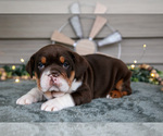 Small #1 Beabull
