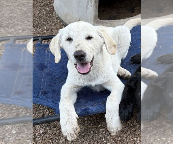Medium Photo #2 Labrenees Puppy For Sale in Bolivar, MO, USA